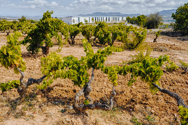 Herència Altés en Spaniens Weinwelten: “Tierra, Viento y Fuego”