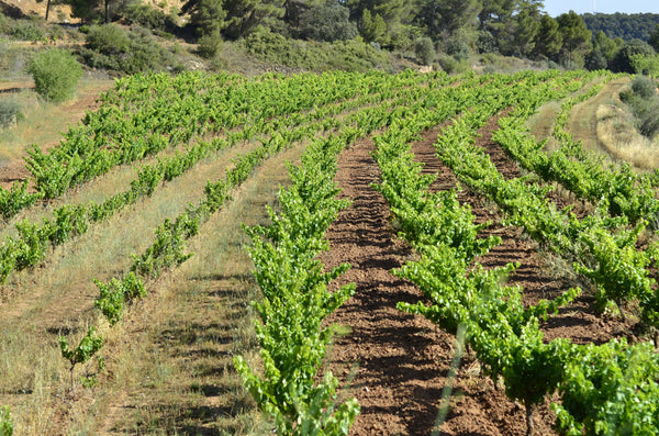 Las cubiertas vegetales en el viñedo: investigación y aprendizajes