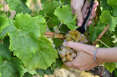 Anyada 2025: molta aigua, poques nous i una vinya que renaix