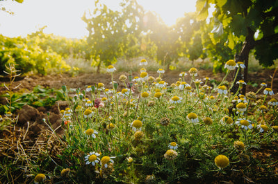 Herència Altés presenta candidatura a l'associació International Wineries for Climate Action