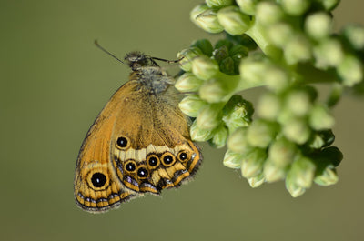 Herència Altés s'adhereix a la xarxa de seguiment de Papallones Catalan Butterfly monitoring scheme