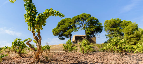 La Serra blanc d'Herència Altés distinguido como el primer vino de finca de garnacha blanca de Catalunya