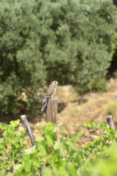 El “Hacking” de Xoriguers a Lo Grau de l’Inquisidor