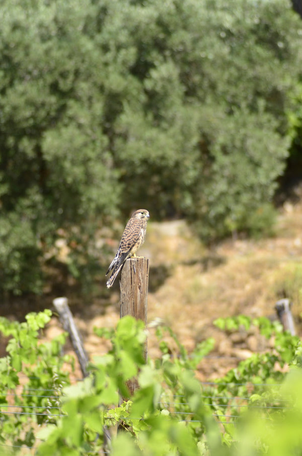 El “Hacking” de Cernícalos en Lo Grau de l’Inquisidor