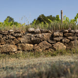 Picnic in the vineyards